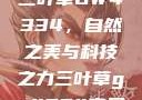 三叶草GW4334，自然之美与科技之力三叶草gw4334官网