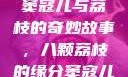窦寇儿与荔枝的奇妙故事，八颗荔枝的缘分窦寇儿