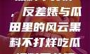 揭秘娱乐圈，黑料不打烊，反差婊与瓜田里的风云黑料不打烊吃瓜爆料反差婊下载