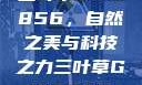 三叶草GW5856，自然之美与科技之力三叶草GW5856