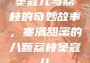 窦寇儿与荔枝的奇妙故事，塞满甜蜜的八颗荔枝窦寇儿