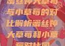 蜜丝婷大草莓与小草莓的对比解析蜜丝婷大草莓和小草莓对比图