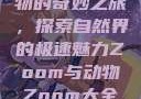 Zoom与动物的奇妙之旅，探索自然界的极速魅力Zoom与动物Zoom大全美国