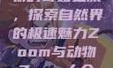 Zoom与动物的奇妙之旅，探索自然界的极速魅力Zoom与动物Zoom大全美国