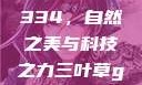 三叶草GW4334，自然之美与科技之力三叶草gw43345