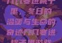 几几寒进桃子里，冬日的温暖与生命的奇迹几几寒进桃子里游戏