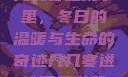 几几寒进桃子里，冬日的温暖与生命的奇迹几几寒进桃子里游戏