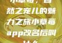 小草莓，自然之宠儿的魅力之旅小草莓app改名后叫什么