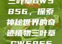 三叶草GW5856，探索神秘世界的奇迹植物三叶草GW5856