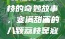 窦寇儿与荔枝的奇妙故事，塞满甜蜜的八颗荔枝窦寇儿