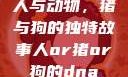 人与动物，猪与狗的独特故事人or猪or狗的dna