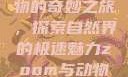 Zoom与动物的奇妙之旅，探索自然界的极速魅力zoom与动物zoom大全