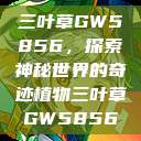 三叶草GW5856，探索神秘世界的奇迹植物三叶草GW5856  第1张