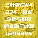 三叶草GW4334，自然奇迹与科技的交融三叶草gw43345  第1张