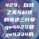 三叶草GW4429，自然之美与科技的奇迹三叶草gw4429和gw4334的外观对比  第1张
