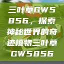 三叶草GW5856，探索神秘世界的奇迹植物三叶草GW5856  第1张