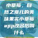 小草莓，自然之宠儿的美味果实小草莓app改名后叫什么  第1张