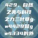 三叶草GW4429，自然之美与科技之力三叶草gw4429和gw4334的外观对比  第1张