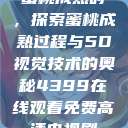 蜜桃成熟时，探索蜜桃成熟过程与5D视觉技术的奥秘4399在线观看免费高清电视剧  第1张