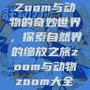 Zoom与动物的奇妙世界，探索自然界的缩放之旅zoom与动物zoom大全  第1张