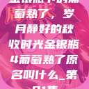 金银瓶下的葡萄熟了，岁月静好的秋收时光金银瓶4葡萄熟了原名叫什么_第01集  第1张